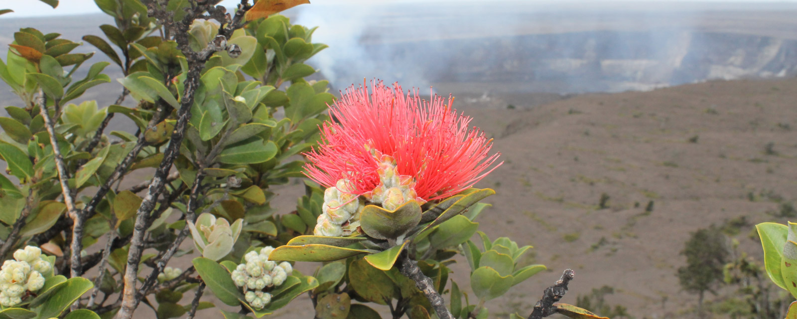 Banner photo showing a Hawaiian flower